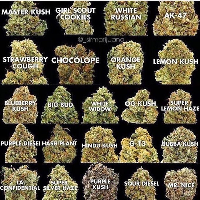 Pick a strain?  #Weedmob #Weedgrowers #weedsmokers #MMJ #CannabisCommunity #cannabisindustry #marijuana #WeedLovers #SaturdayShowdown Chocolope for me