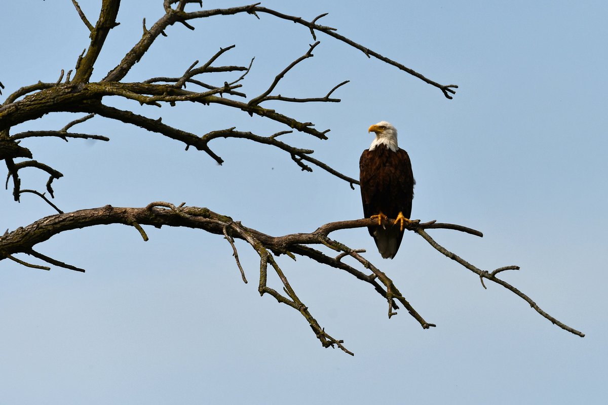 (Photo by Anthony Schalk)
#BirdTwitter #BaldEagle #WillCountyWildlife