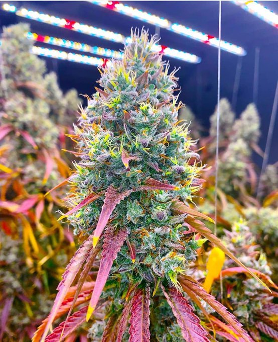 Do you grow your own weed?  Yes or No #Weedmob #Weedgrowers #weedsmokers #MMJ #CannabisCommunity #cannabisindustry #marijuana #WeedLovers #SaturdayShowdown