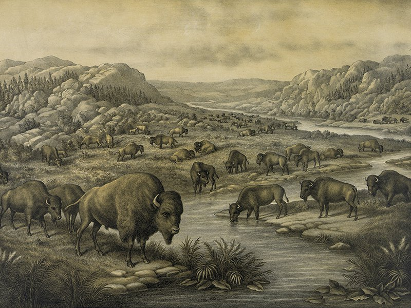 TonyClimate's tweet photo. During the Little Ice Age, 100 million bison roamed the Great Plains and earth was cold. Bovines have nothing to do with climate. #ClimateScam https://t.co/KWcygcd0yN