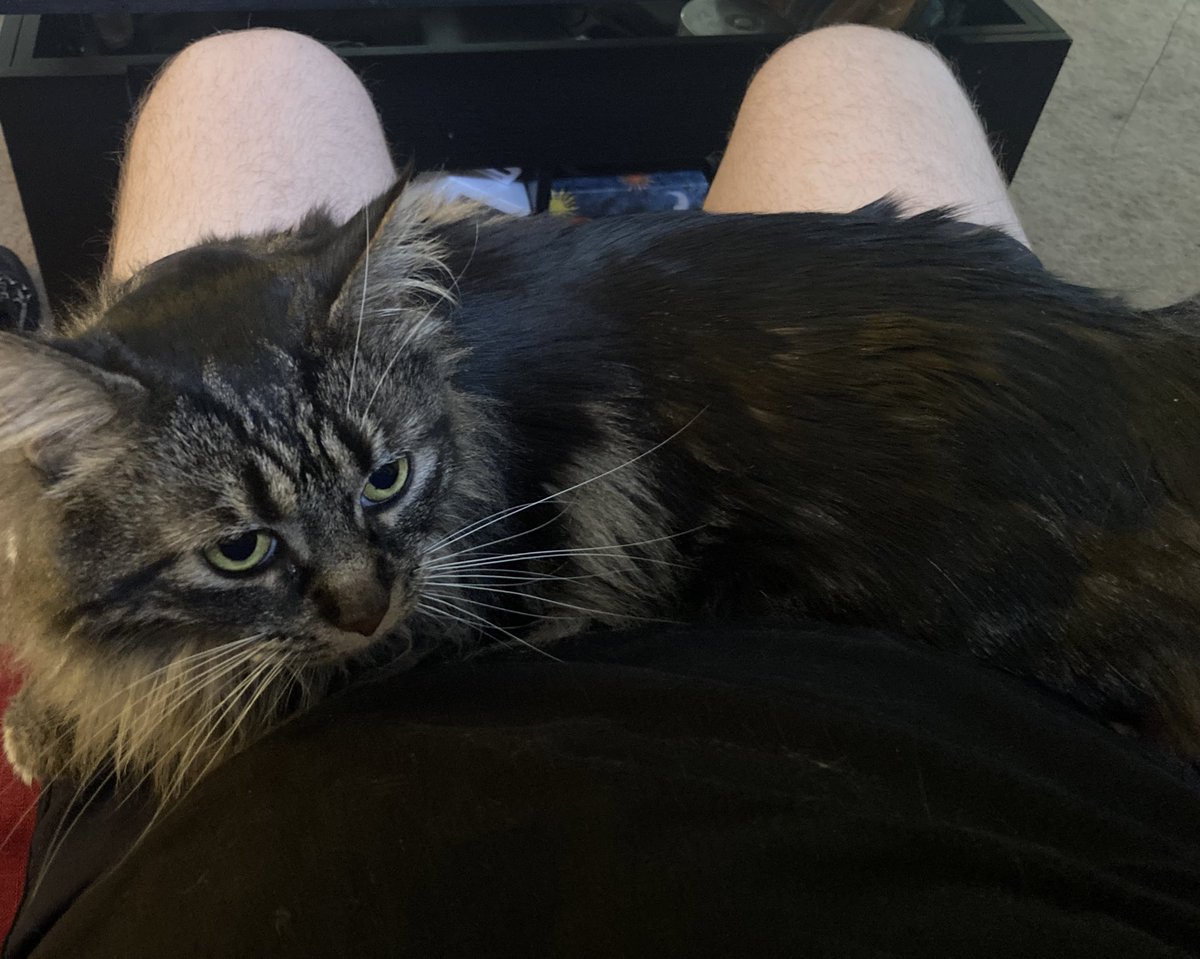 late night “buy a ticket and hang out” tweet for all you sleepless mfs on here (ft. <a href="/baileelogan/">FairySmutMother</a> ‘s cat jersey)