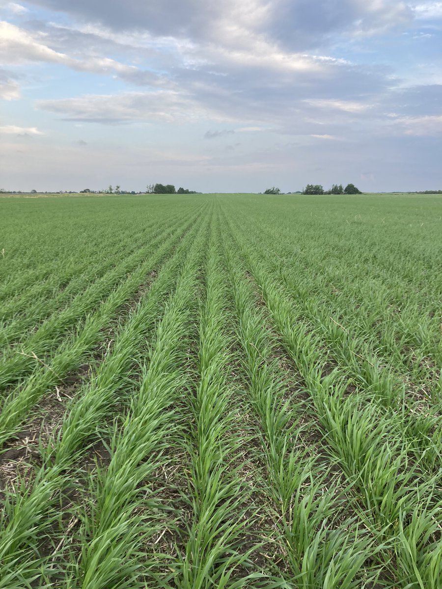 CDC Fraser is off to the races! Looks like August harvest in our country (assuming Mother Nature cooperates, of course!).