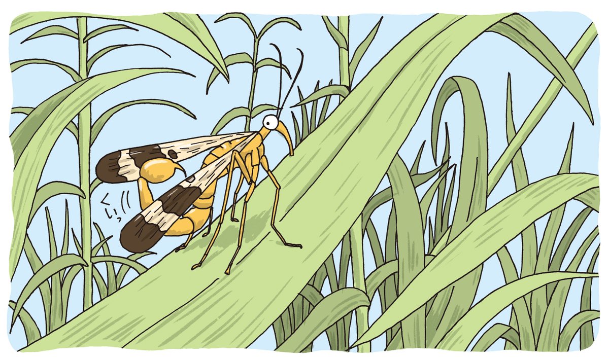 ヤマト「今日は #虫の日 ということで。マイマイカブリ、ヤマトシリアゲ、ウデムシ、ダイコ」|堀江篤史◆イラストレーターのイラスト