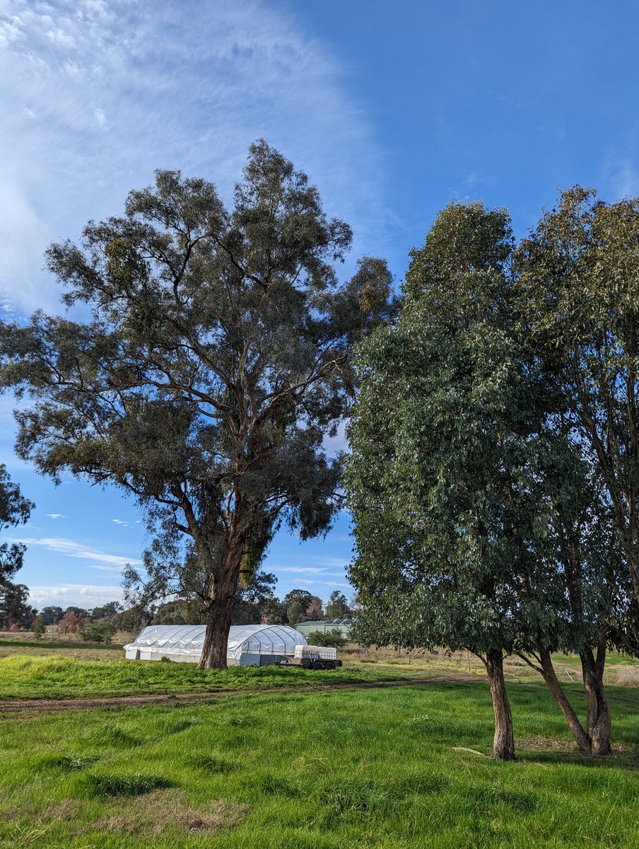 JakeWolki's tweet image. This Prairie Schooner is growing out 700 broilers every 21 days with daily moves.

Over the course of 1 year it will cover 3.5 hectares. (8.6 acres)

You could recover this same ground next year.

Over 300k worth of chicken 🍗