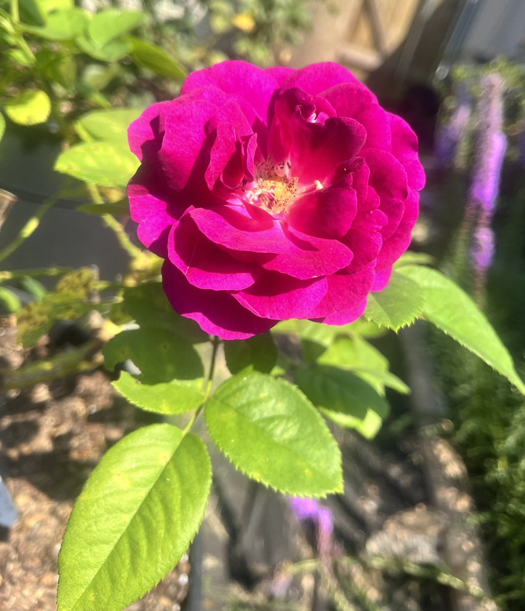 💟 Twilight Zone rose 💟  #roses #flowers #plants #plant #gardening #garden #rose #twilightzone #nature #grow #blooms #growing #nola #serenity #peace  🌈