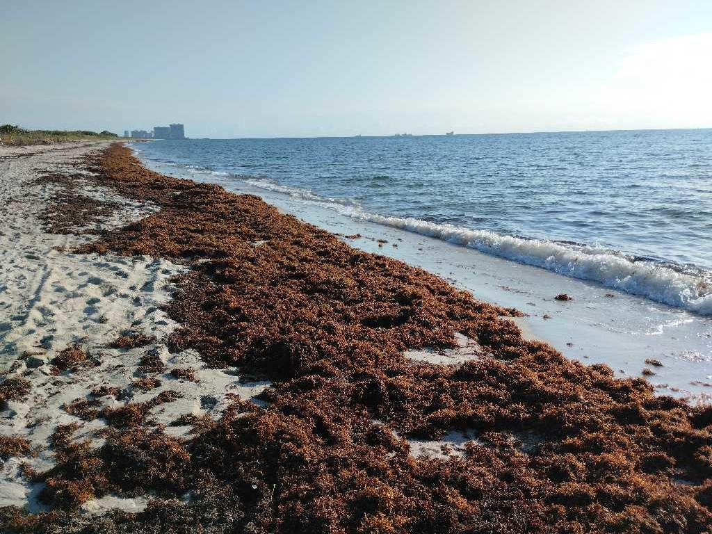 Sargassum Monitoring® tweet media
