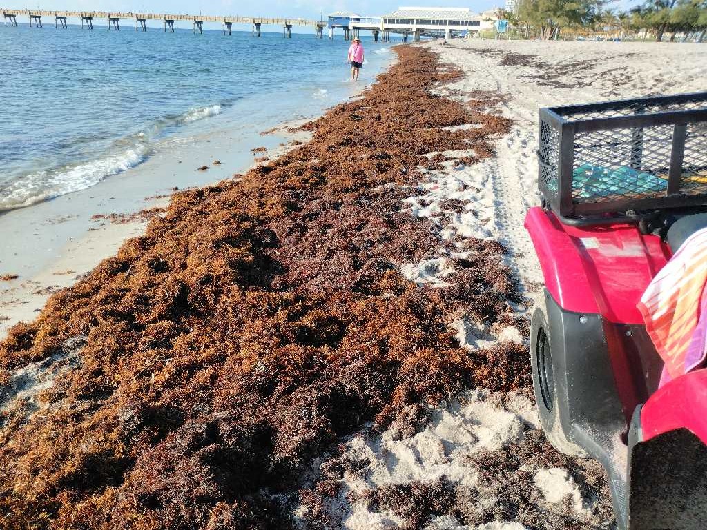 Sargassum Monitoring® tweet media
