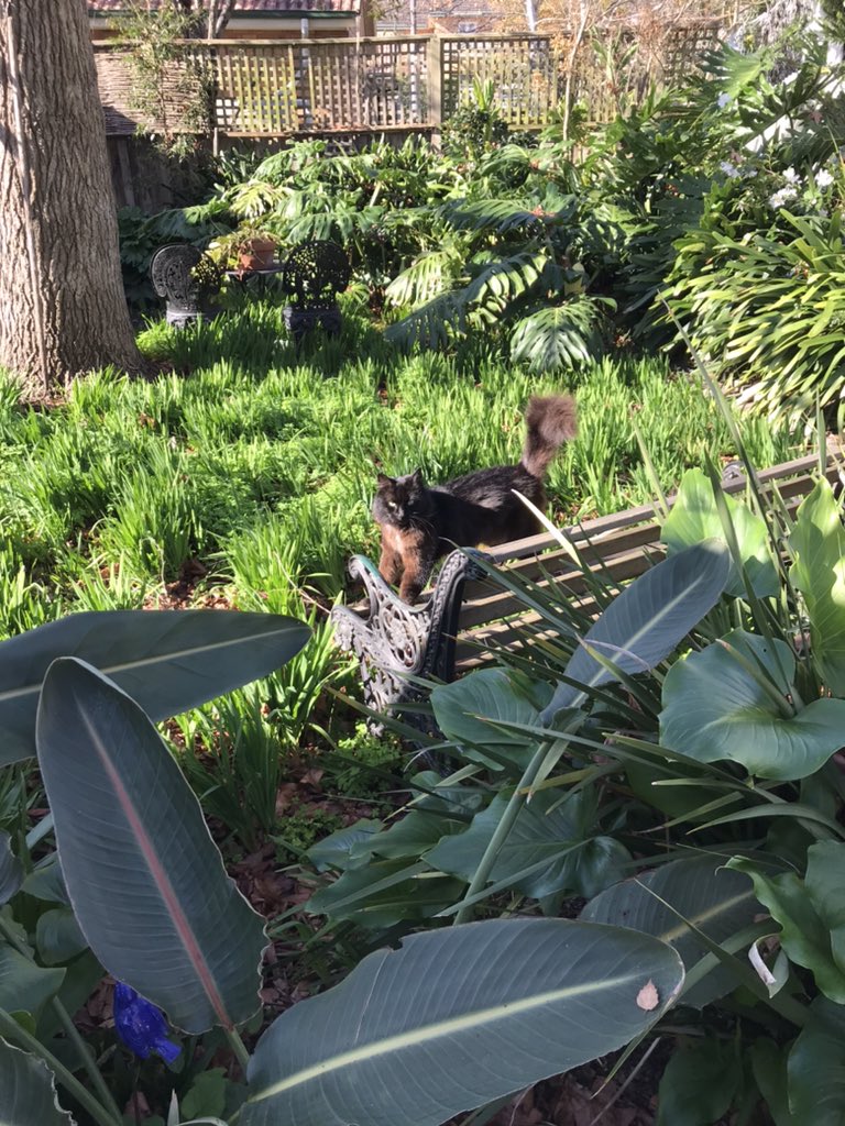 leafy_wild's tweet photo. Enjoying the afternoon sun in the garden. #Cat #CatsOfTwitter #catsandsoup #garden #cutecats #CatsOnTwitter #blackcats https://t.co/QyHzJD6TyY