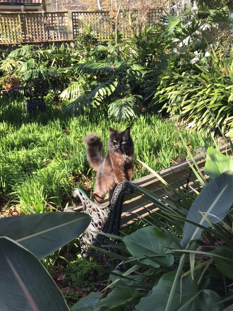 leafy_wild's tweet photo. Enjoying the afternoon sun in the garden. #Cat #CatsOfTwitter #catsandsoup #garden #cutecats #CatsOnTwitter #blackcats https://t.co/QyHzJD6TyY