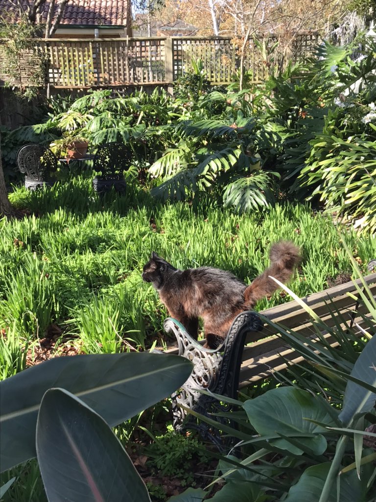 leafy_wild's tweet photo. Enjoying the afternoon sun in the garden. #Cat #CatsOfTwitter #catsandsoup #garden #cutecats #CatsOnTwitter #blackcats https://t.co/QyHzJD6TyY