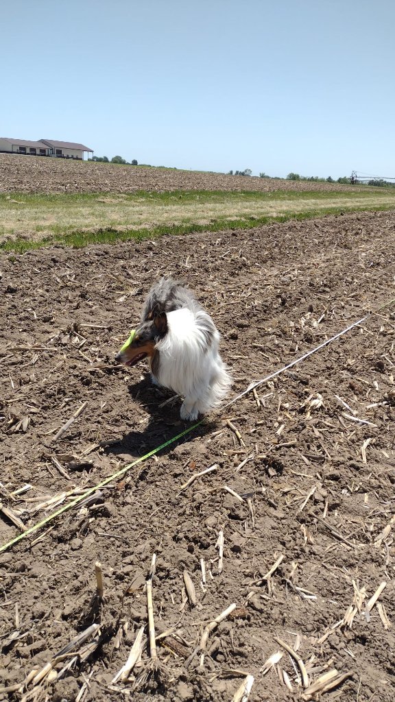 Singhybridwheat's tweet photo. Finally, done with sowing of soy populations and seed increase lines at Columbia @MUCAFNRresearch #SoybeanBreeding and our new field manager #Panda๐ถ also deserves credit #Legumeresearch #FuninSun #hillplanting๐@MizzouSoybean @missourisoybean @tropicalsoylab https://t.co/yPyJXhlIap
