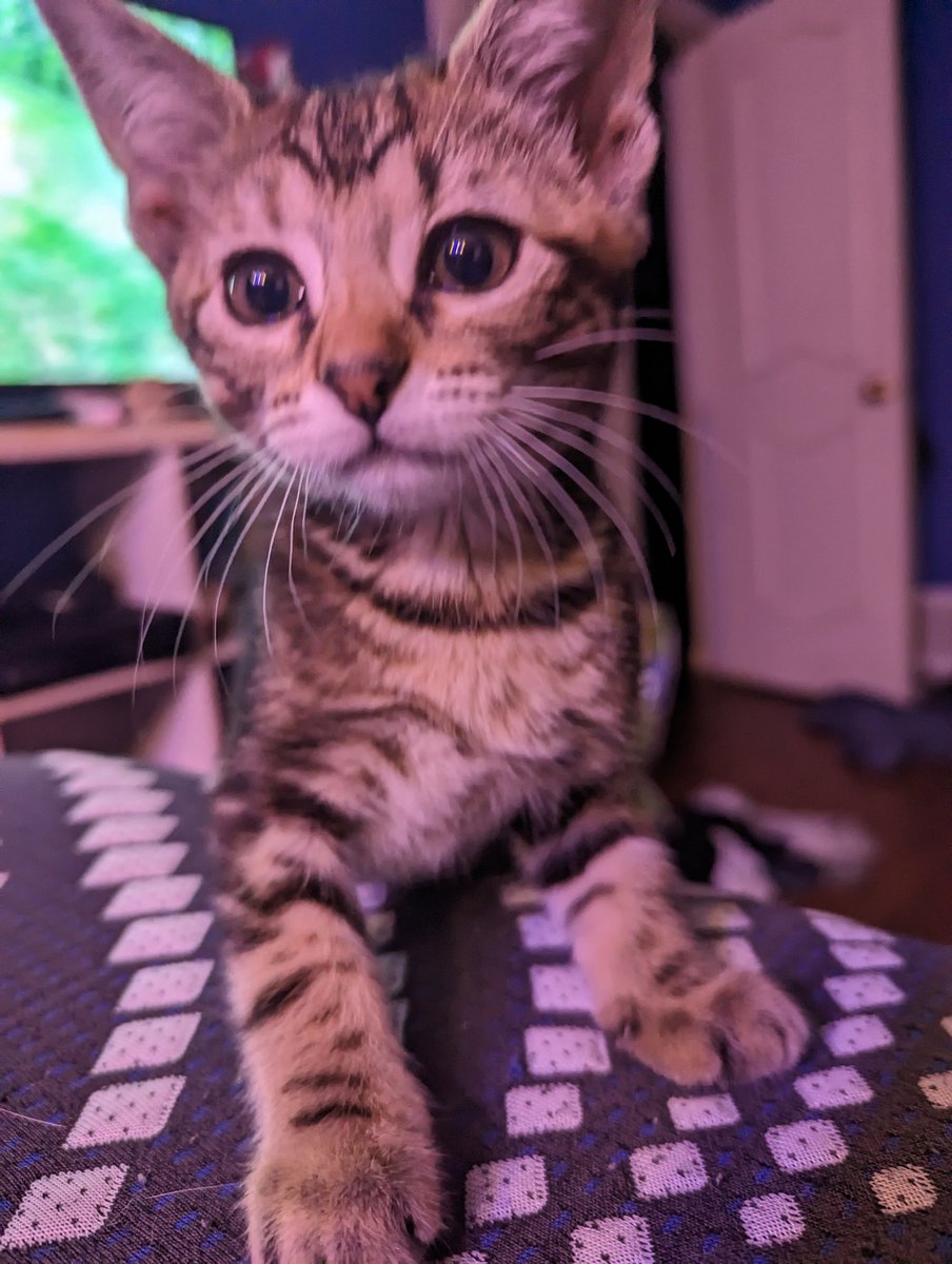 latkitten's tweet image. Jorst. A babby