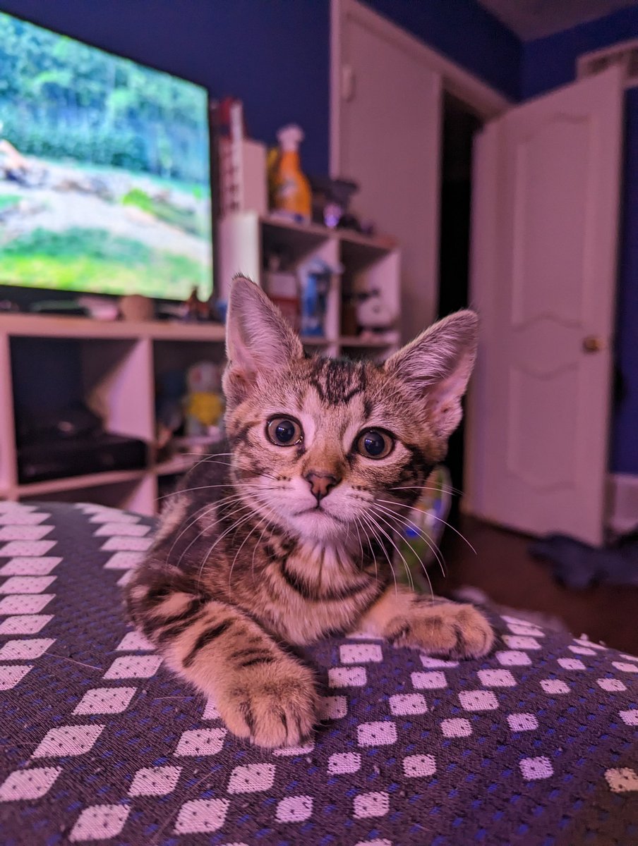 latkitten's tweet image. Jorst. A babby