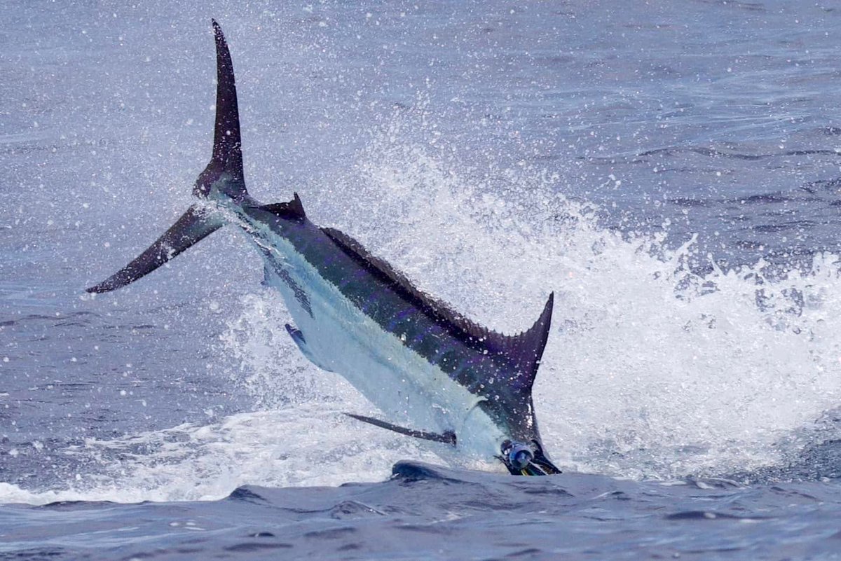 Kona, HI - Blue Marlin released on Marlin Magic.