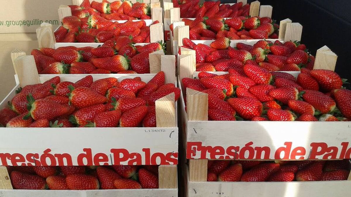 harryelsocio's tweet photo. Yo como fresas de Huelva. Un mojón p’al Aldi y otro p’al Lidl. Y otro p’Alemania. https://t.co/NOoDT15Teq