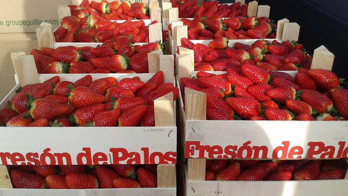 Yo como fresas de Huelva. Un mojón p’al Aldi y otro p’al Lidl. Y otro p’Alemania.