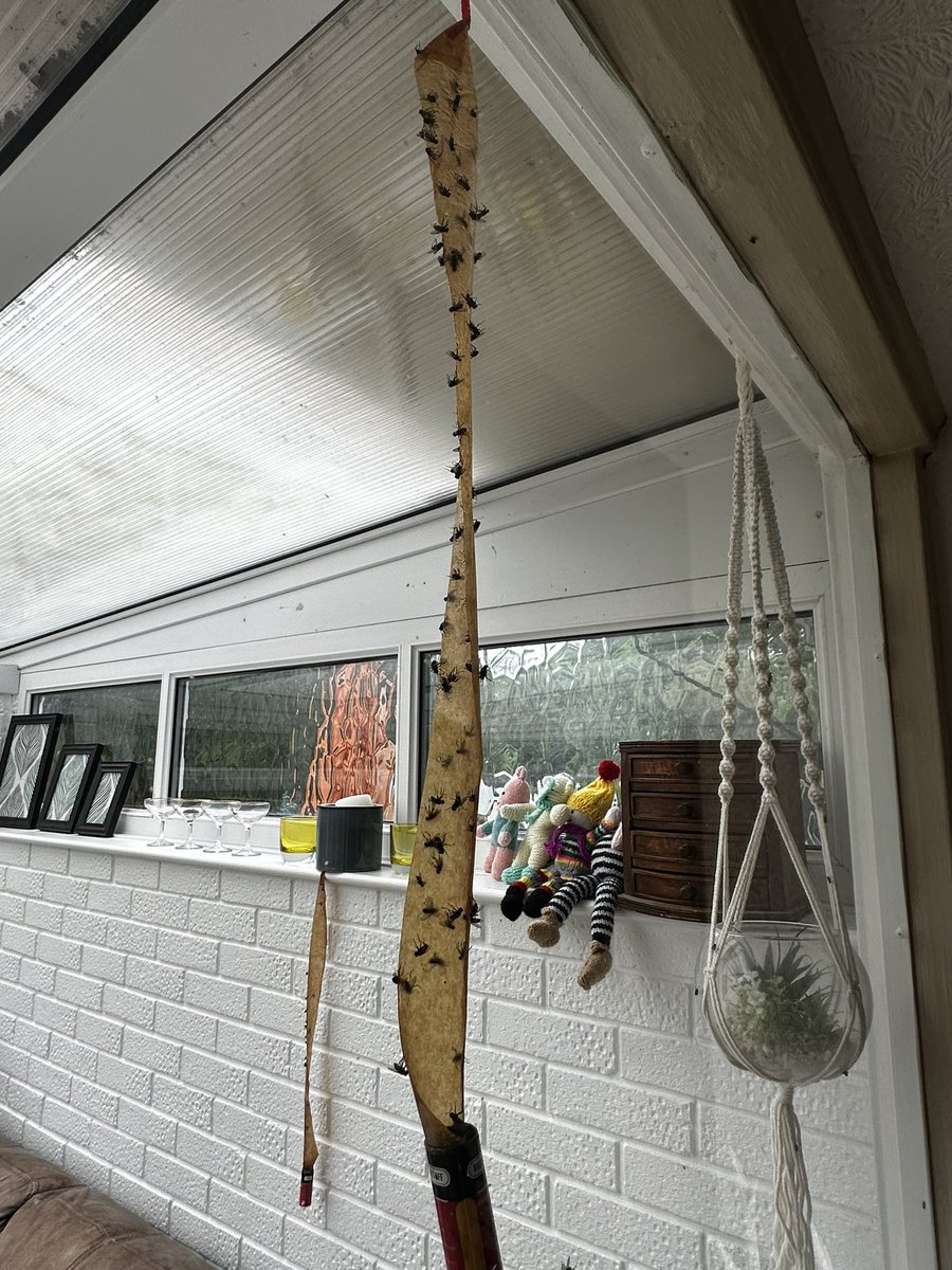 KDC95211893's tweet photo. The morning after and still hundreds flying around!!! https://t.co/IsQyVHqFtC