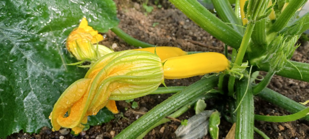 Red peppers, aubergines and golden courgettes have flowered and are just starting to produce food, all in the polytunnel.