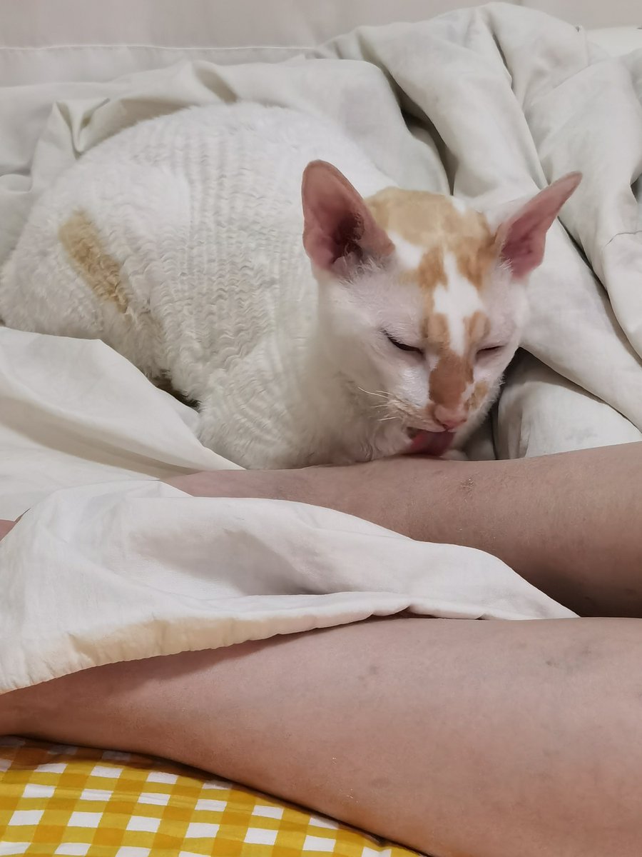 shihuiwen's tweet photo. 猫咪可以治愈焦虑的你  Cats can heal anxious you  #kitten #pet #cute #猫咪 #宠物 #anxiety #cure #love #爱心 https://t.co/a9wzxaiFwO