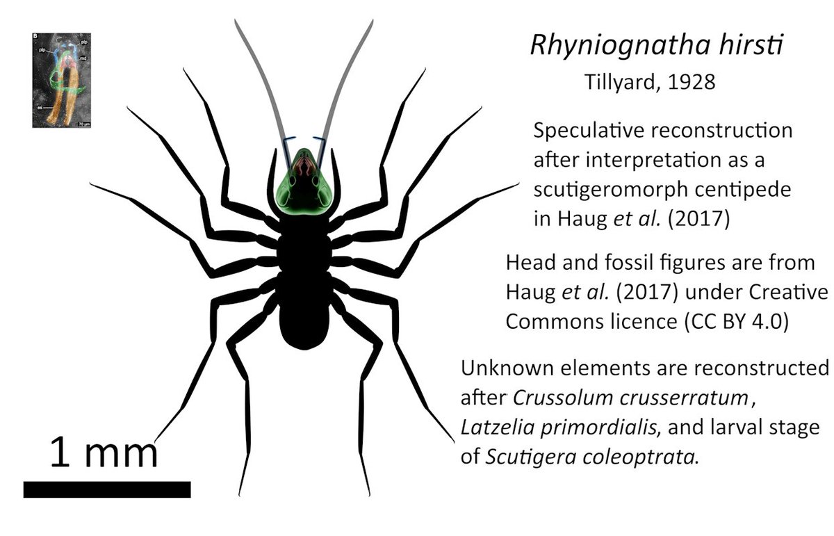 Highly speculative, tentative reconstruction of Devonian arthropod Rhyniognatha hirsti as larval scutigeromorph centipede.
This species was recently featured in ARK: Survival Evolved and seems to be getting a lot of attention, so I tried reconstructing it. (1/?)