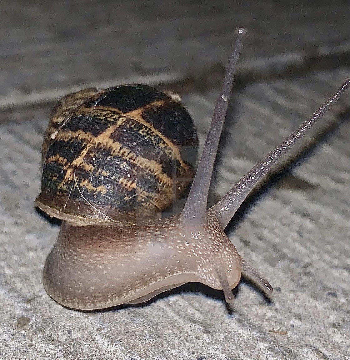 Photo of the day…..
Slow and steady wins the race 🐌 
#snail #gastropod #shell #eveningstroll #tentacle #plymouthphotographer #mollusc #helixaspersa #snailphotography #gardensnail #eyes #closeup #closeupphotography #snailsofinstagram 

ange21.picfair.com/pics/017057971…