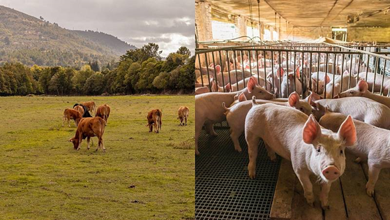 JuanPascual4's tweet photo. 1/ La producción ganadera se divide -grosso modo- entre intensiva y extensiva
Qué diferencias hay entre ellas y qué ventajas presenta cada una?
Ambas son imprescindibles para alimentar al mundo y por ellas tenemos alimentos clave a precios asequibles https://t.co/WjETkeirQb