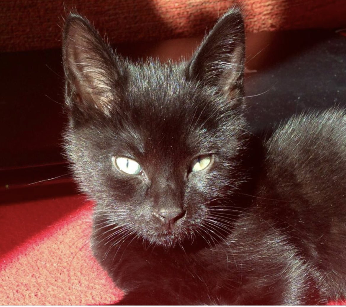 Marjo_Sl's tweet photo. Deze week 10 jaar geleden kwam deze fijne vriend bij ons wonen. Wat een fijne kameraad is het! #Dikkie #CatsOfTwitter #BesteVriend https://t.co/YUOYuOVBku