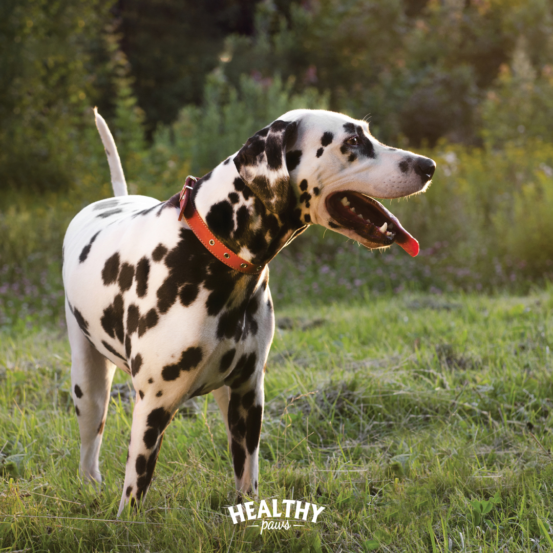 Danny the Dalmatian 🖤🤍
How adorable are Dalmatians?!