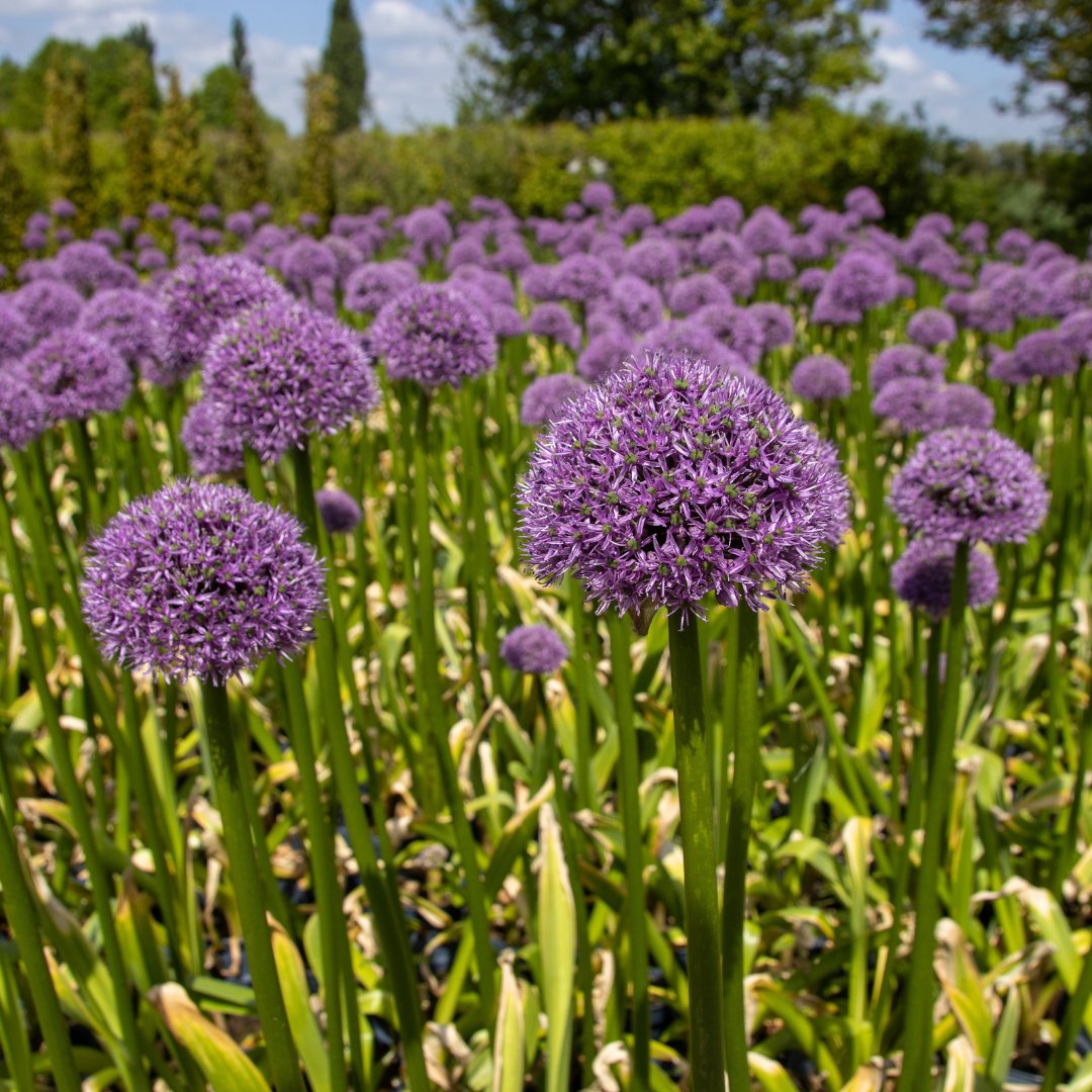 This stunning photo was taken in our nursery earlier this week. It is the Allium Globemaster - Giant Globe Allium. They are elegant and colourful and provide an excellent contrast of form in mixed herbaceous borders.

Shop Now: gardeningexpress.co.uk/allium-globema…