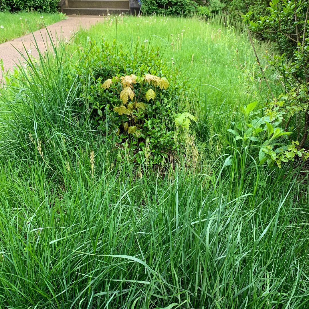 NationalRobin's tweet photo. 🐦🌱🪲We are working with gardening pro @TobyBuckland to help everyone to #ThinkBirds this Spring 🏠🪲Tip Tip 9 - Be low maintenance. Its great for #birds and #insects and leaves more time to enjoy your garden! Find more tips here https://t.co/ql7XghknWT #GardensForBirds https://t.co/Zp490sosaw