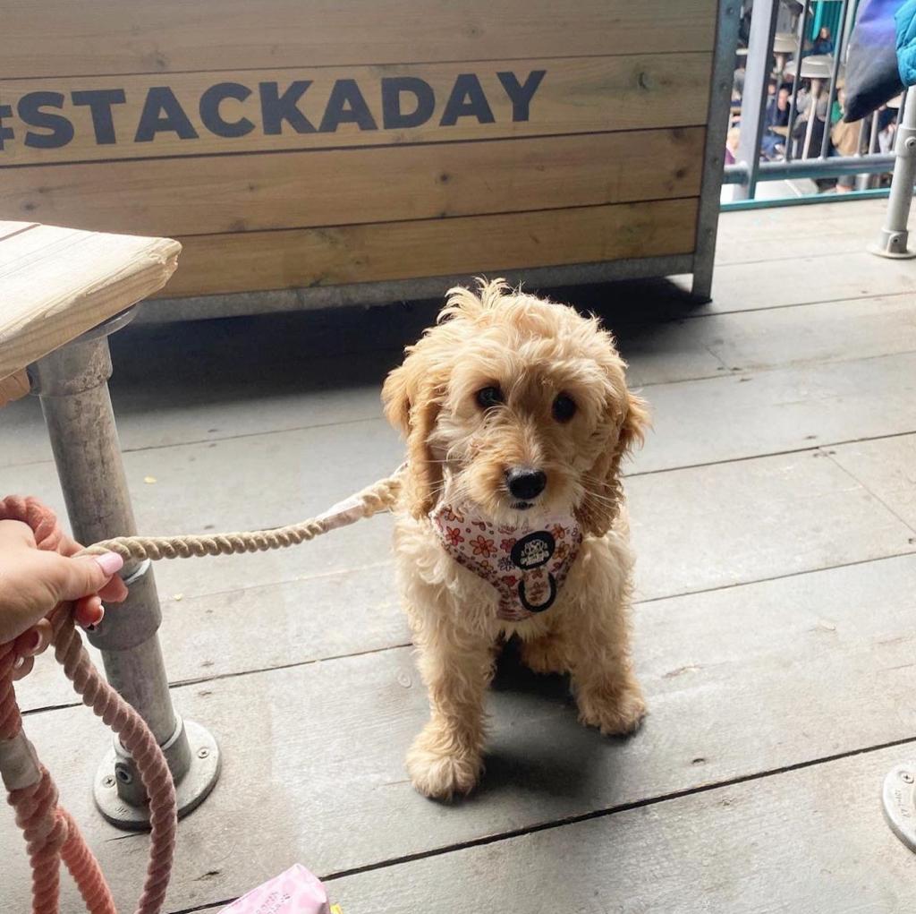 Would we even be STACK Seaburn if we didn't post a weekly photo of your dog visits? 🤷🏼‍♂️🐶

📸 ourbonniegirl_cockapoo via IG