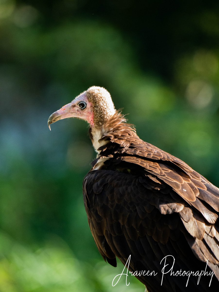 AraveenPhoto's tweet photo. #vulture #photography #photographer @dutchavifauna https://t.co/fPfwUaI5B6