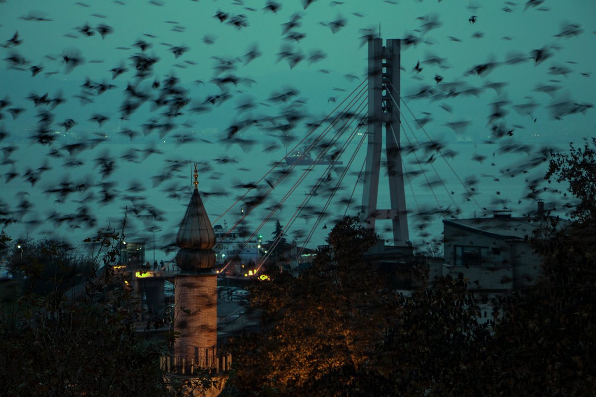 Gm dear friends! Happy Sunday! 💕 

I just woke up to 3 more sales.. And I really appreciate the love on my #200tezos special piece!

Thank you so much for collecting an edition dear friends <a href="/seeimagery/">Seeimagery "Dimensions Under the Pier" Now Minting</a> <a href="/AnimationDv/">dv.animation / Dmitry Volodin</a> <a href="/MrTaztaz/">Mrtaztaz.tez 🎨🖼️ NFT Agora 🎭🎶</a> 🤗

'Life Behind The Flying Birds' is 2 xtz until 7th!