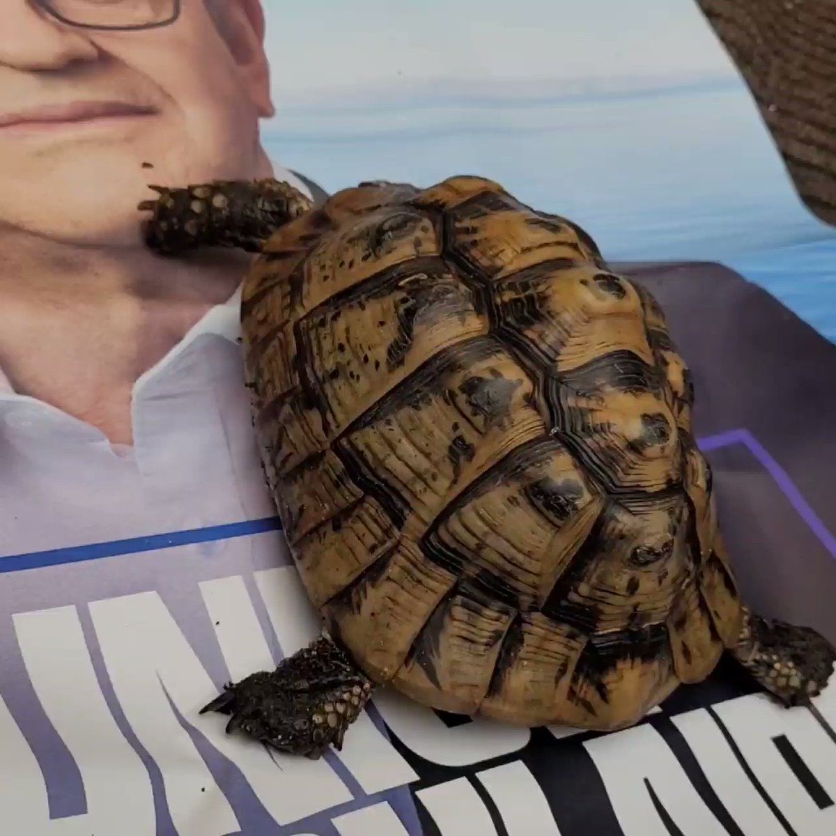 Les tortues avec Mélenchon 😂🐢