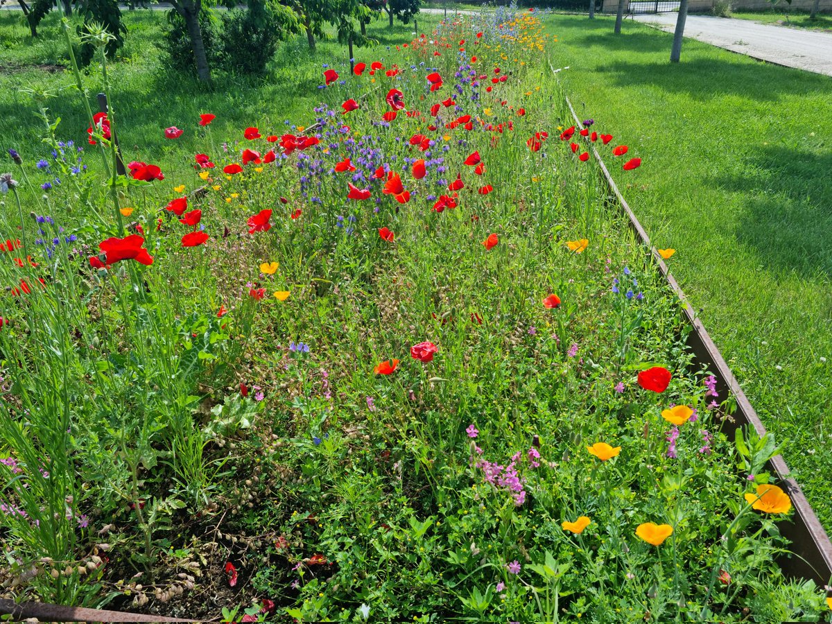 MarcoStac's tweet image. Le chiamano infestanti, eppure se gli dessero il tempo di fiorire guarda che spettacolo