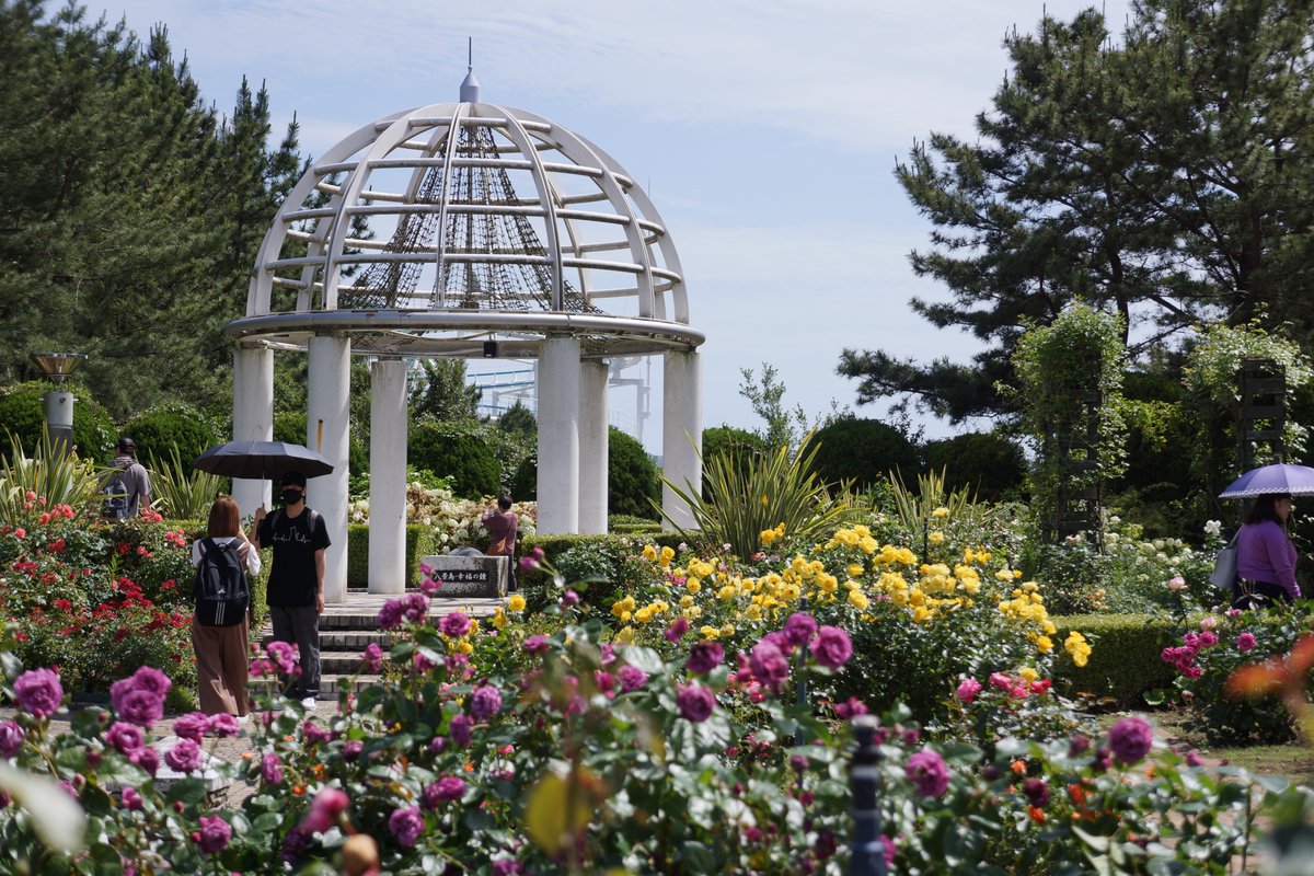 kashimu_HAMA's tweet photo. 八景島シーパラダイスの #紫陽花 を見に行きました。
八景ブルーの紫陽花も綺麗で、バラ園のバラも綺麗。
いい紫陽花散歩になりました。
#SONY #NEX_7 +SEL1855 https://t.co/4p7kAC5JNo