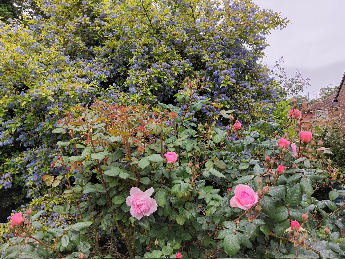 The roses can tolerate 12 degrees Celsius in June in #Hornsea, but the garden desperately needs some rain, while the rest of us would really appreciate some warmth. @BBCLookNorth #Yorkshire #EastRiding #England