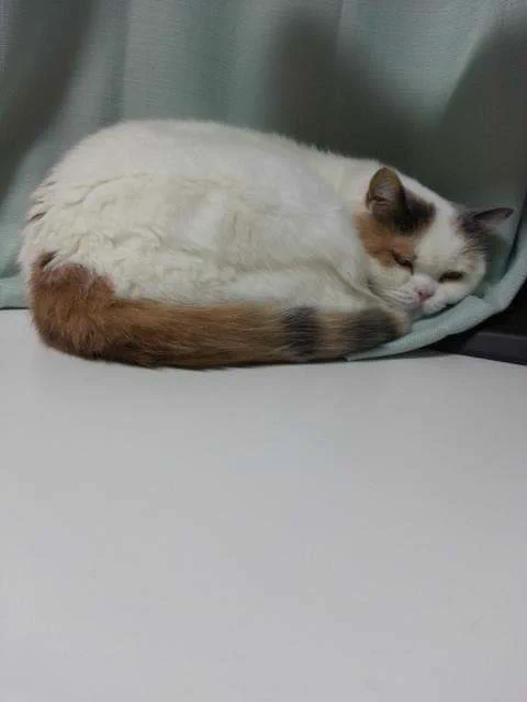 うちの天才猫は自動餌機の入り口に手を突っ込んでパラパラ落ちるカリカリを食べていたんだよ。
なんだこの自販機泥棒のような手口は！！
現行犯逮捕され、自販餌機は撤去されましたw  