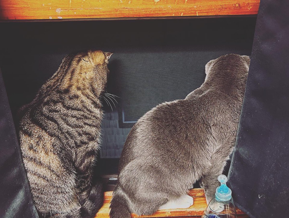 Erin Gray and Lucy watching over the neighborhood from the kitchen window tonight, on this fine #caturday. 
#CatsOfTwitter #nyccats #queenscats #cats