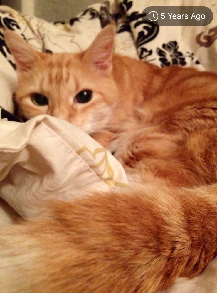 SimbasPrideFL's tweet image. Simba.. Miss Kitty Softpaws.. Nala..