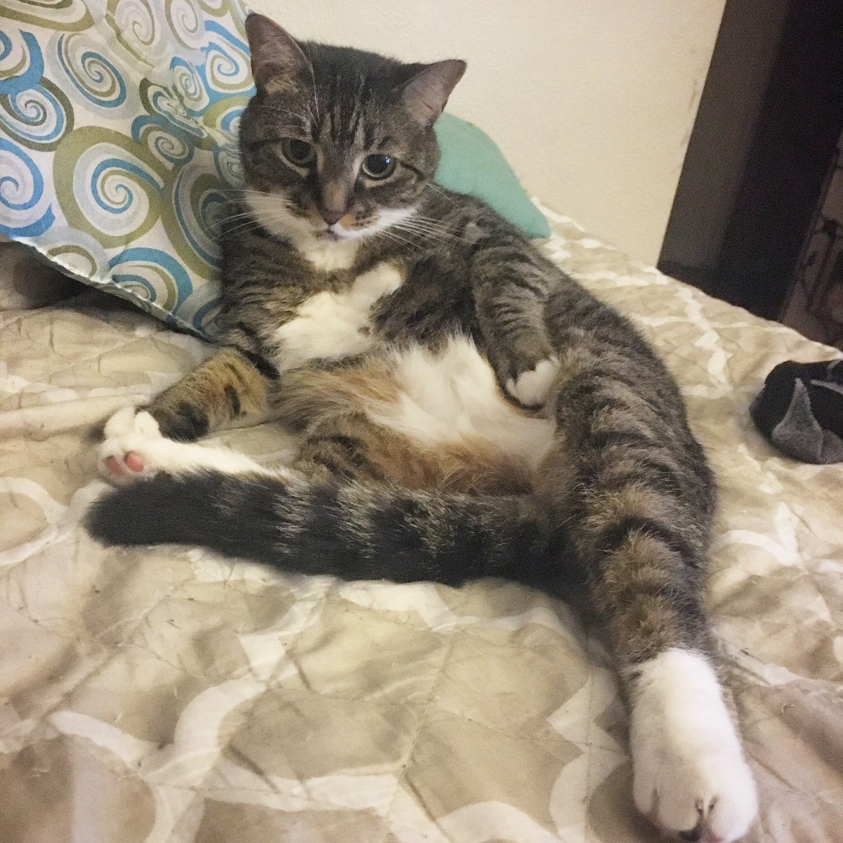 SimbasPrideFL's tweet image. Simba.. Miss Kitty Softpaws.. Nala..