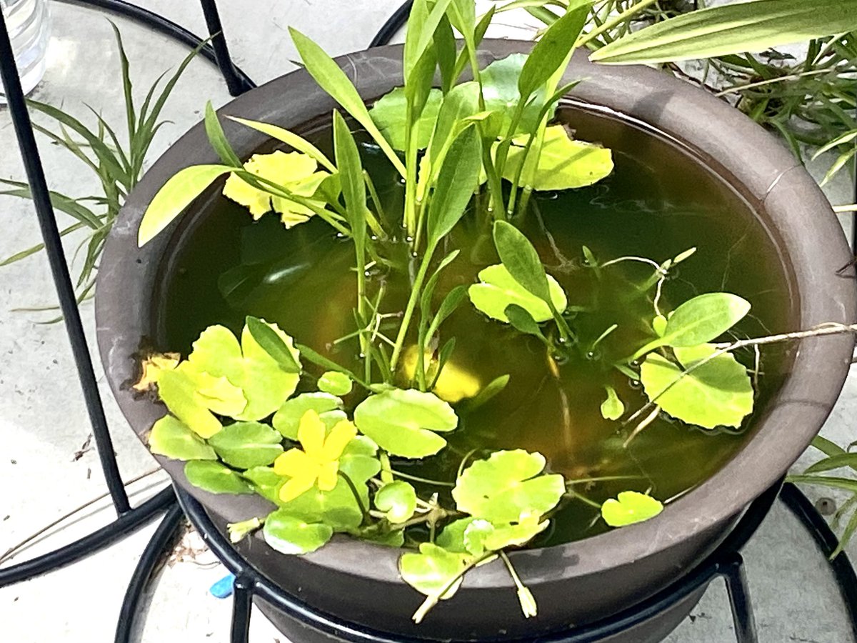 とりあえず綺麗なものみよう https://t.co/wgB86ZfsOD