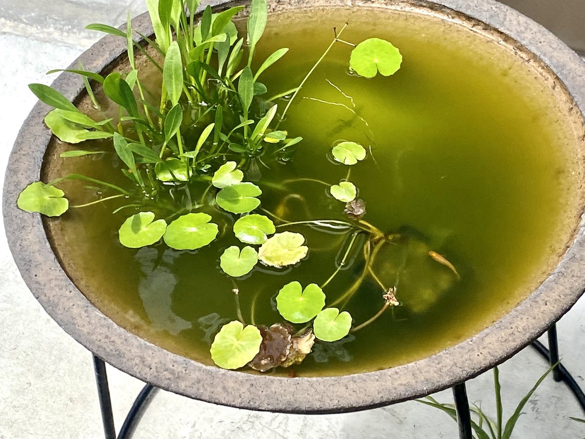 とりあえず綺麗なものみよう https://t.co/wgB86ZfsOD