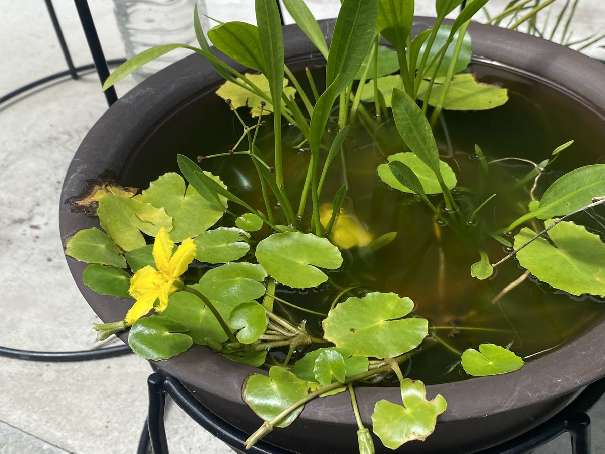 とりあえず綺麗なものみよう https://t.co/wgB86ZfsOD