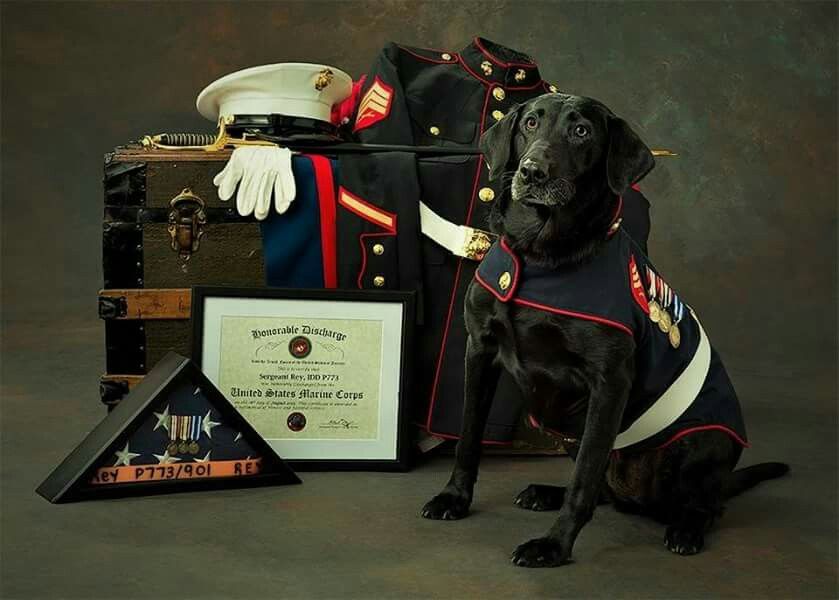 We honor our War Dogs this month. They were amazing partners in Iraq and other wars. As we help homeless Veterans, we also raise awareness for these brave War Dogs. #WarDogs #HomelessVeterans #FurryHeroes #PartnersInWar #SupportOurTroops