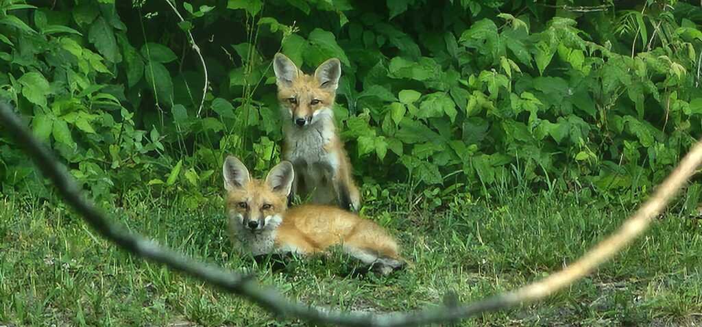 KlatuBaradaNiko's tweet image. Double the mischief, double the fun! 🦊🦊 
#FoxFriends #NatureLovers #wildlife in Missouri