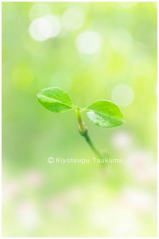 芽生え

#photograph #photography  #Photo #photographer #Photoshop #igersphotography #写真 #写真家 #フォトグラファー #写真好きな人と繋がりたい #キリトリセカイ #ファインダーの越しの私の世界 #写真で伝えたい私の世界