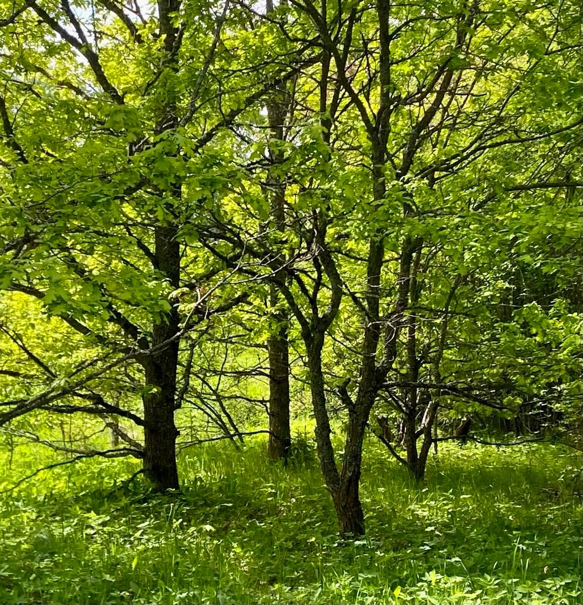 Peaceful scene - oaks wrapped in green 
#green #trees #nature #peaceful