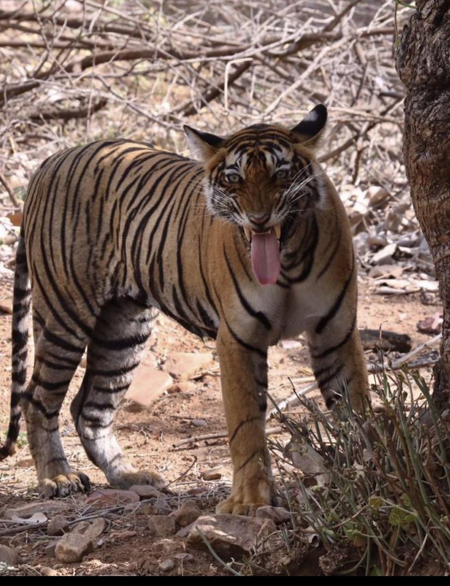 Majestic sight of a young tigress earlier today in #Ranthambore. She is snarling at scores of tourists who were borderline heckling her. Wonder how one can ensure tourists are somewhat jungle-trained. @adityadickysin @susantananda3