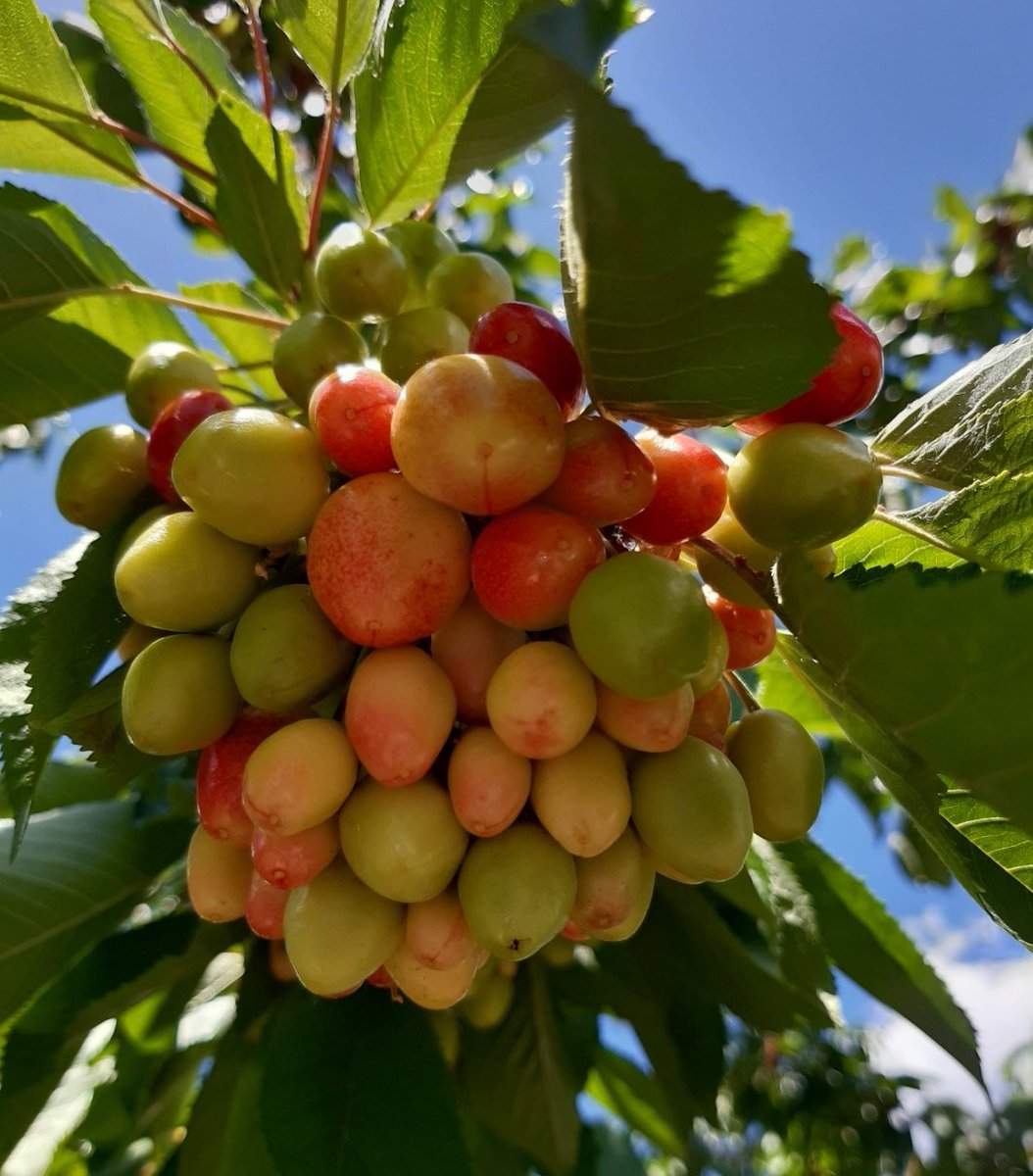 nishatriaz's tweet photo. Saddened  that some Pakistani tourists broke into our place in Hunza to get cherries, breaking branches of cherry trees and throwing litter around.

Hunza is known for hospitality and generosity of its local people. We offer fresh fruits and vegetables to our guests and tourists with a smile.

I wish they had asked or even took the fruit, leaving trees and the place intact.
We welcome responsible tourism and say no to nature terrorism.